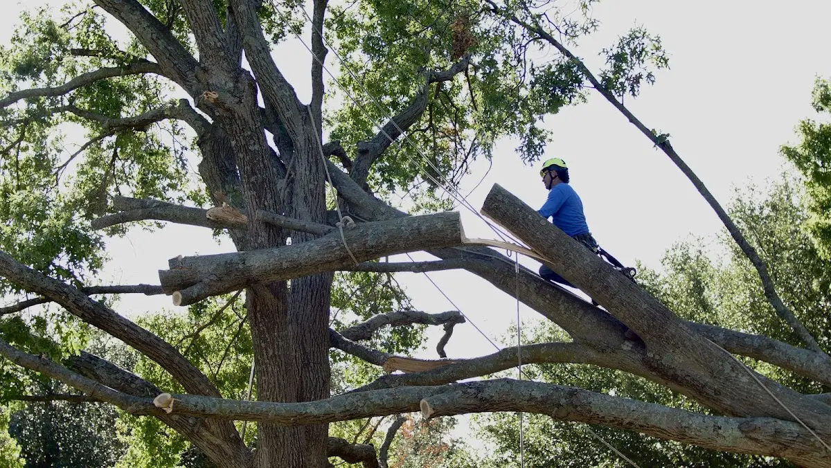 Professional Crown Thinning performed by certified arborists in Perkinsville
